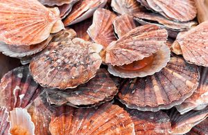 Image of fresh sea scallops