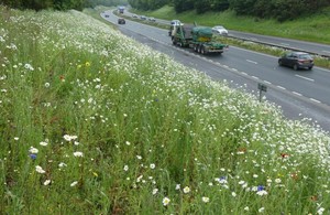 A rich variety of flowers on the verge to increase biodiversity along England’s busiest roads