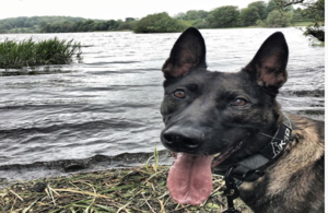 Kuno is a 4 year old Belgian Shepherd Malinois who is a retired Military Working Dog