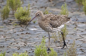 Image of Eurasian Curlew bird walking on mud with green plants in background.