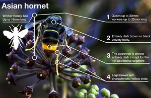 An Asian hornet