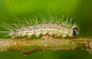 oak processionary moth (Forestry Commission / George Gate)