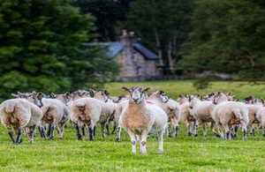 Rhug Estate lamb