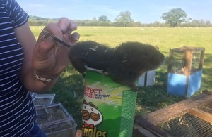 A water vole being held on top of a pringles container
