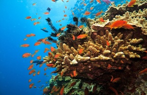 Fish swimming next to a coral reef
