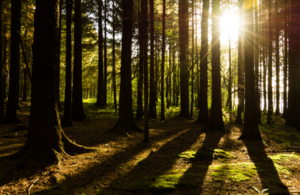 Image of sunlight streaming through a forest.