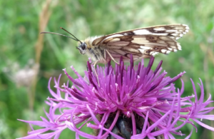 Marbled White butterfly on a wildflower.
