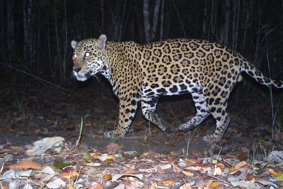 A big cat walks through the dark jungle.