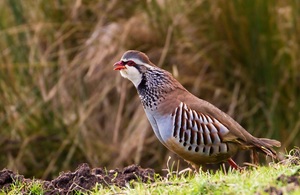 A red-legged partridge in a field
