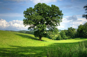 A tree in a field.