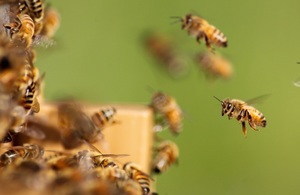 A honey bee is pictured flying towards a hive of other honey bees