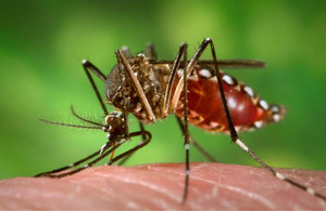 Aedes mosquito