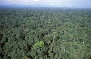 A tropical rainforest