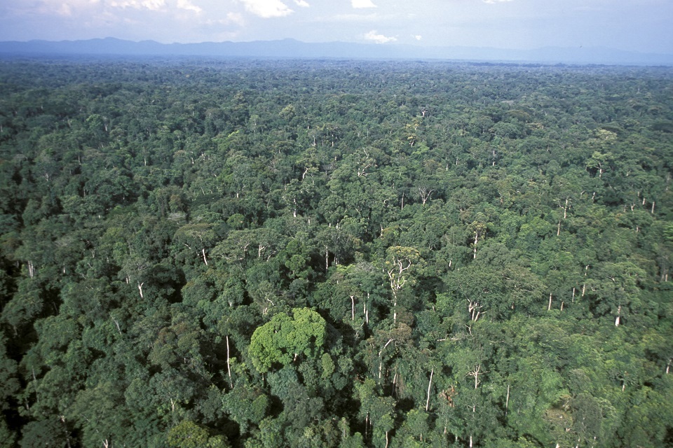 Government sets out world-leading new measures to protect rainforests thumbnail
