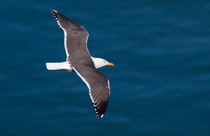 A black-backed white gull flying across clear water