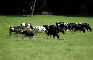 A herd of cattle in a field