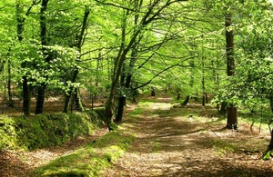 Landscape image of a clearing in a forest