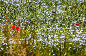 A303 wildflower meadow