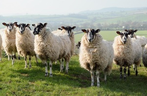 Sheep on a farmland