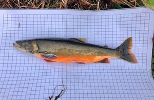 Arctic Charr fish on a waterproof grid measuring sheet