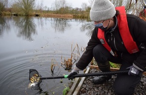 Images shows the EA's Natalie Wallace releasing fish into Dissington Pond using a net.