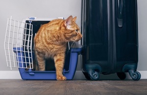 Ginger cat in a travel crate.