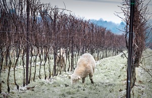 An image of sheep grazing on a wine estate.Image credit, Nyetimber