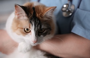 Cat in doctors arms - GettyImages-576564480.