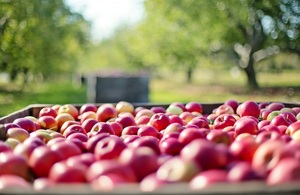 Red apples in a crate against a background of an orchard during summer