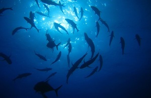 Underwater image beneath fish swimming towards the surface
