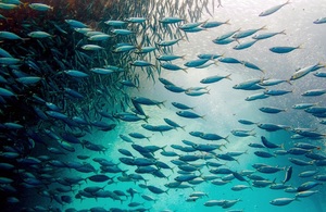 School of fish in an ocean