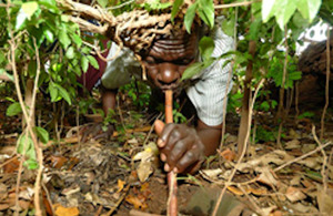 Thomas Osore Omulako, a rainmaker of Nganyi community