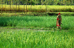 A woman crosses a ricefield in Rangpur, Bangladesh. Picture: International Rice Research Institute