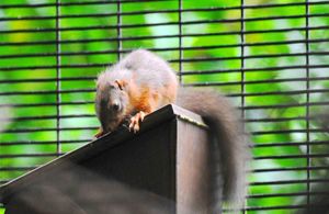 Red squirrel in a cage on top of a wooden box eating food.