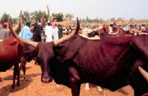 African cattle