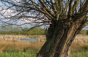 Tree and wetlands at Doxey Marshes