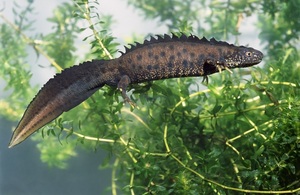 A great crested newt is pictured swimming in front of some pondweed.