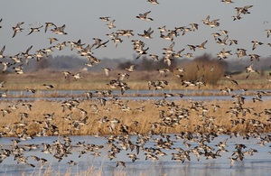 A flock of water birds, perhaps geese, are seen taking off from a body of water. It is sunrise on a sunny day.