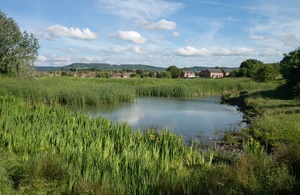Rural pond in the English countryside with yellow flowers and blue sky