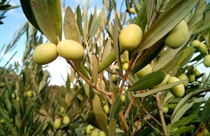 Image of green olives on branches.