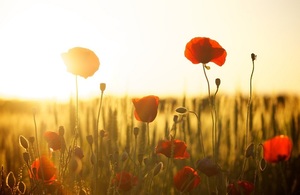 Image of poppies growing on a meadow.