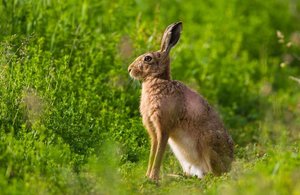 Image of a brown hare in grass.