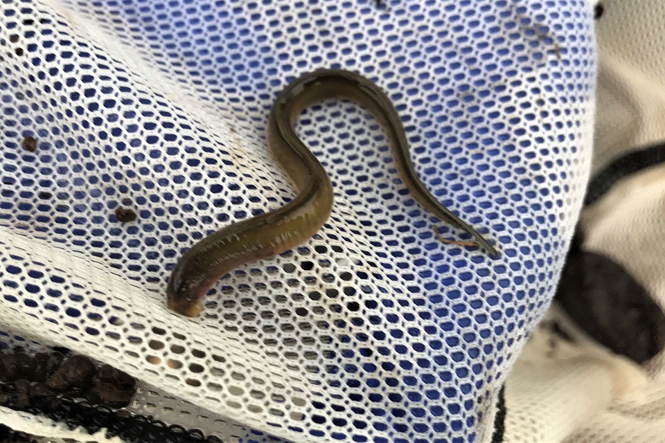 Image shows rescued lamprey in a net 
