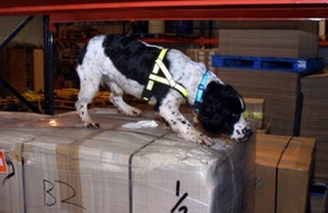 Sniffer dog with cargo
