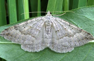 Image shows browny white moth, with its wings outstretched, resting on a leaf