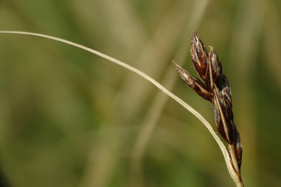 Image shows head of grass-like stem with several 'ears' and a curving strand against a green background