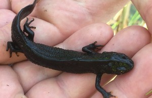 Natural England's district level licensing (DLL) will help better protect great crested newts
