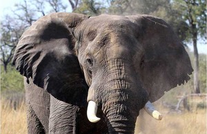 Elephant. Photo credit: Tusk Trust