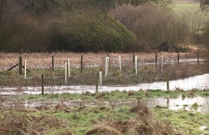 The trees planted along a Suffolk River.