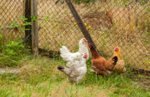 Chickens in enclosed outdoor area
